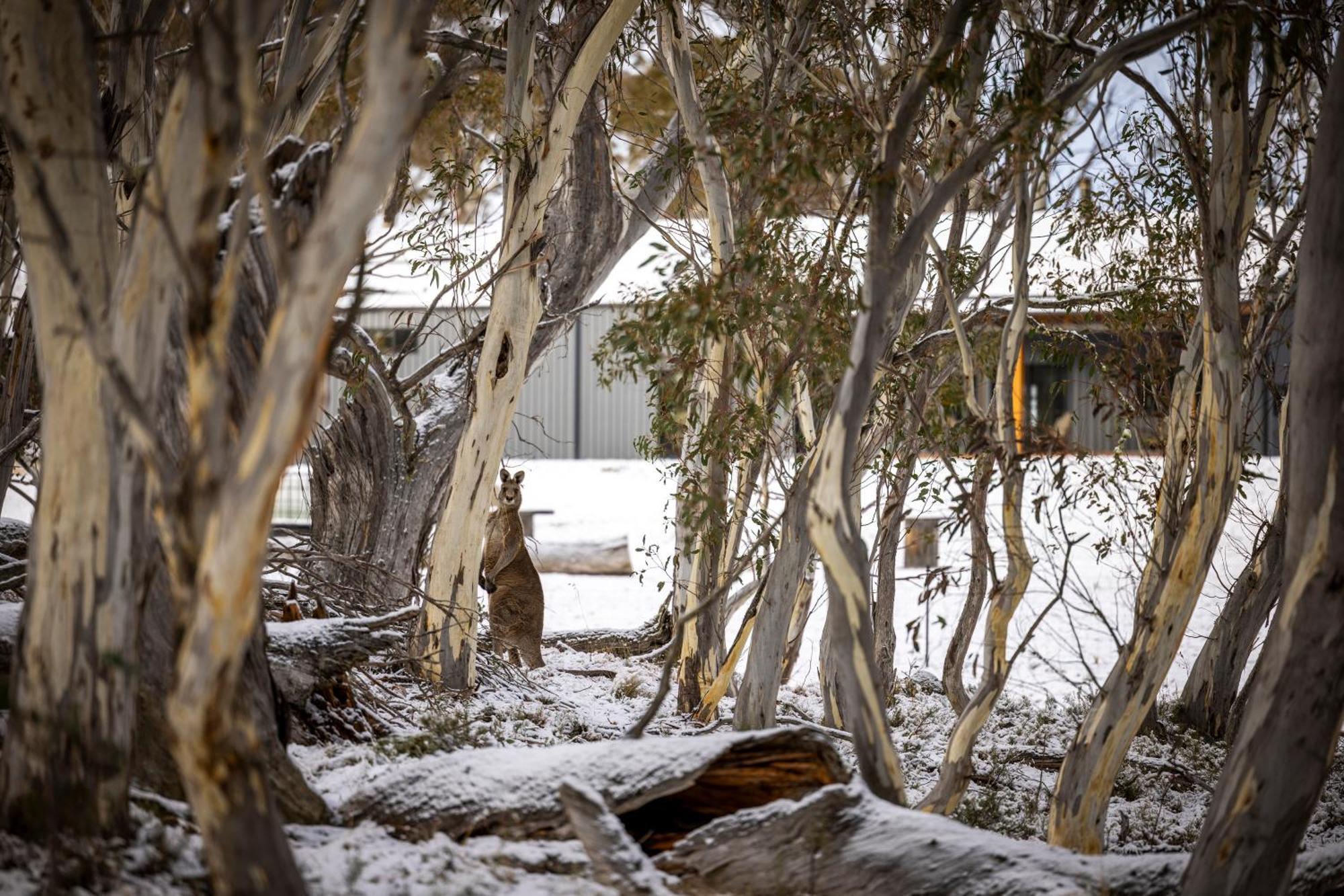 Big Yard Escapes - Two Off-Grid Tiny Houses On The Mowamba River جيندابين المظهر الخارجي الصورة